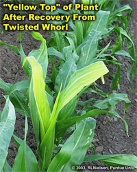 "Yellow Top" of Plant After Recovery From Twisted Whorl