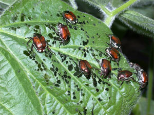 Japanese beetles feeding on soybean foliage
