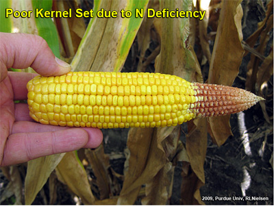 Poor kernel set due to N deficiency