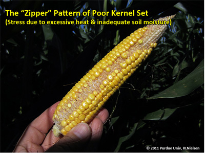 zipper pattern of poor kernel set