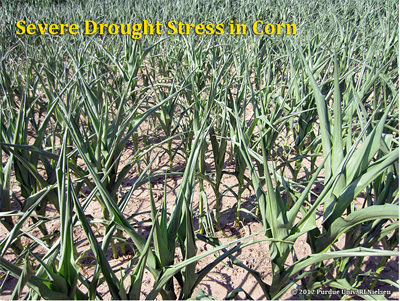 Severely drought-stressed corn