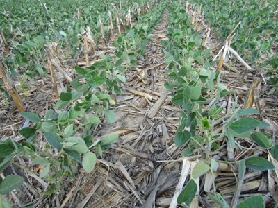 Figure 4. The silver-green underside of the soybean leaves are reflecting sunlight to conserve water, while the dark-green topside is absorbing more sunlight.