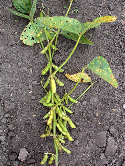 Plant with severe bean leaf beetle feeding damage