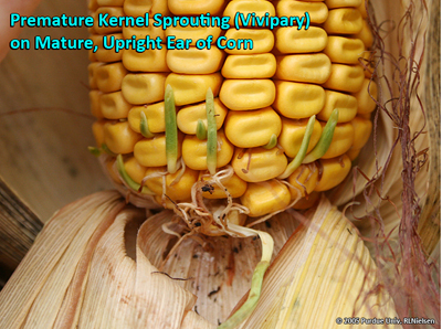 Premature kernel sprouting (Vivipary) on mature, upright ear of corn