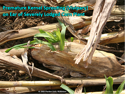 Premature kernel sprouting (vivipary) on ear of severely lodged corn plant