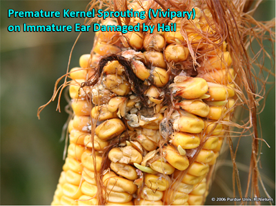Premature kernel sprouting (Vivipary) on immature ear damaged by hail