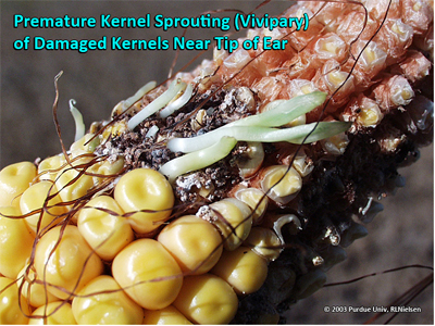 Premature kernel sprouting (Vivipary) of damaged kernels near tip of ear