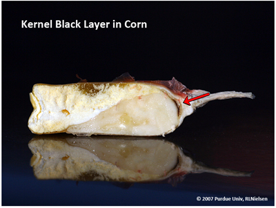 Kernel black layer in corn