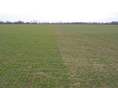 Test plots showing resistant (left) and susceptible (right) wheat