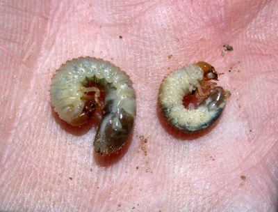 Japanese beetle and Asiatic garden beetle grubs compared