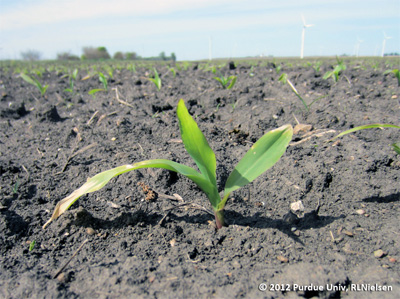 Figure 1. Late V1 seedling on 27 April in a field planted 4 Apr 2012 in westcentral Indiana