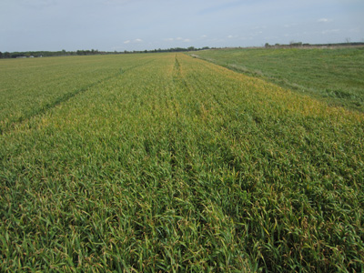 Figure 3. Severe freeze damage to a field in the boot stage. The sub-freezing temperatures settled into the field with the worst damage along the field edge. The temperatures were cold enough to freeze the flag leaves and the majority of the heads that were in the boot.