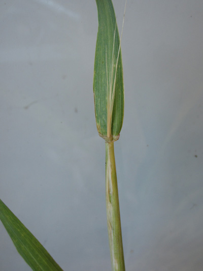 Figure 4. Flag leaf is green and undamaged, but the head that is in the boot was partially damaged from freezing temperatures. These symptoms are not visible from windshield scouting.
