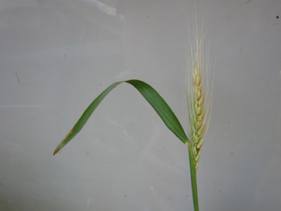 Figure 5. Emerging head that was in the boot when the freeze occurred 6 days prior to the picture. The awns and the head are whitish in color and the spikelets are dead. The spikelets on the lower, left side of the head were more protected and the damage is uncertain. Follow-up visits are required to determine the extent of damage to developing anthers.
