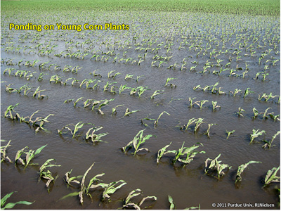 Ponding on young corn plants