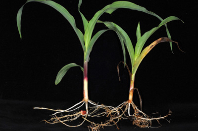 Healthy versus damaged plant by needle nematodes