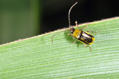 a lonely male western corn rootworm beetle