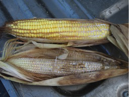 Figure 2. The fungus that causes Diplodia ear rot produces a white fungal mat on the cob.