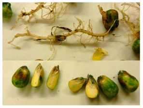 Fig. 1 Damaged roots and seeds likely from pop-up fertilizer application. More than 14 pounds of N per acre were applied in-furrow, mostly as urea-ammonium nitrate. <em>(Photo courtesy of PPDL)</em>.
