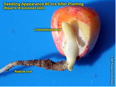 Fig. 1. Radicle root and coleoptile of pre-VE seedling.