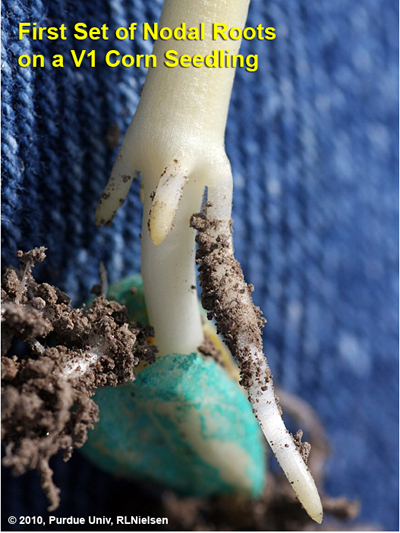 Fig. 5. First set of nodal roots elongating from lower most node of crown area of V1 corn seedling.