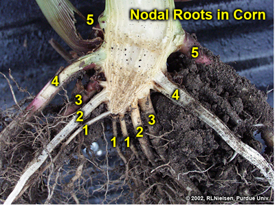 Fig. 11. Five identifiable sets or whorls of nodal roots in a split stalk section. /></a></p>

<p align=center>Fig. 11. Five identifiable sets or whorls of nodal roots in a split stalk section.</p>

 <p align=