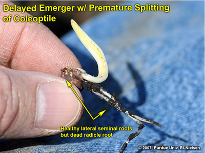 Fig. 12. Delayed emerger with healthy lateral seminal roots but damaged radical root.