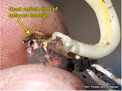 Fig. 14. Dead radicle root on a delayed emerger seedling.
