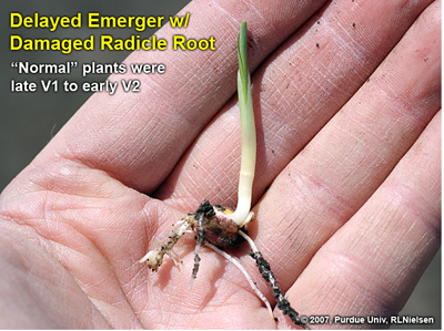 Fig. 15. Delayed emerger with healthy lateral seminal roots and damaged, but alive, radicle root.