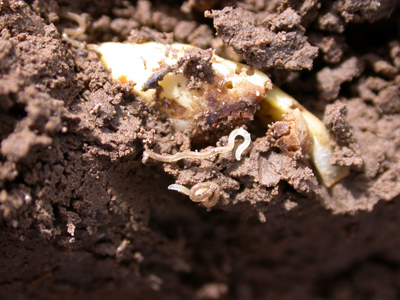 Potworms next to damaged soybean seedling