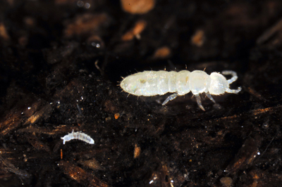 Two species of springtails u nder high magnification