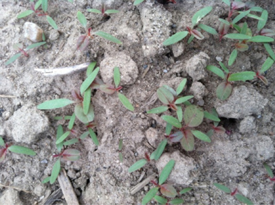A photo of Palmer amaranth seedlings taken in Cass County Indiana on May 20, 2013