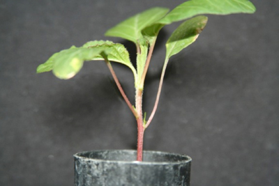 A redroot pigweed or smooth pigweed seedling with fine hairs present on the stem and leaf surfaces.