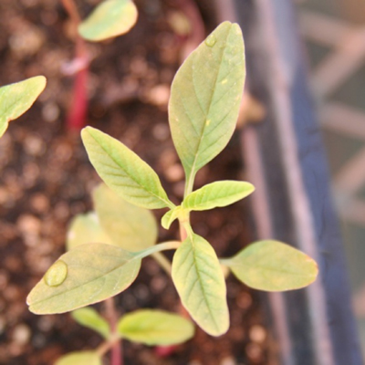 A common waterhemp seedling lacking the singular hair in the leaf tip notches.  Also note the long linear leaf blades attached to short petioles, especially the first true leaves.
