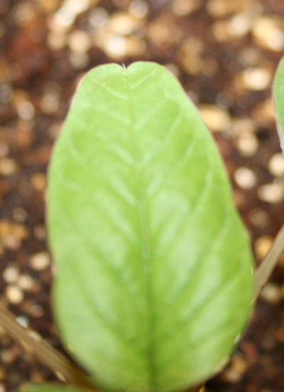 Another Palmer amaranth seedling exhibiting the singular leaf tip notch hair on the second true leaf.
