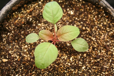 A Palmer amaranth seedling at the three true leaf stage that exhibits the elongated petioles of the first true leaves.
