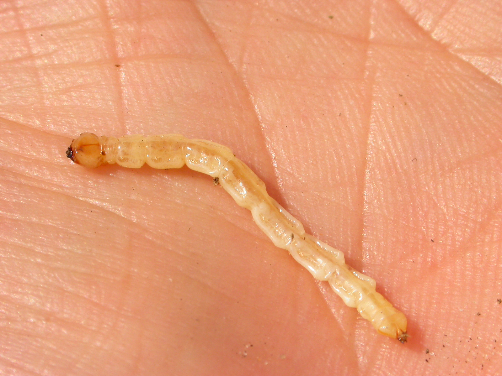 Larvae Hand