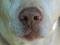 Dog nose