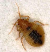 bed bug adult