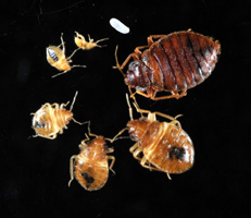 bed bug stages