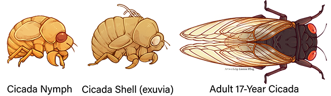 Above ground cicada lifecycle
