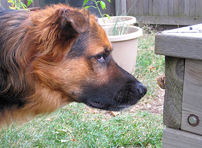 Dog with Cicada Claire Brosman