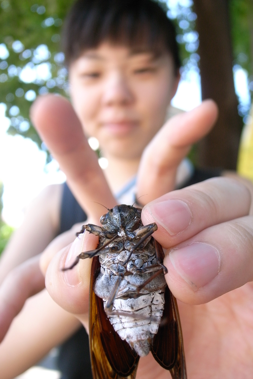 Holding cicada Shingo Yoshida