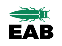 Emerald Ash Borer Bug