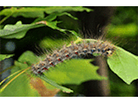 Gypsy Moth Bug