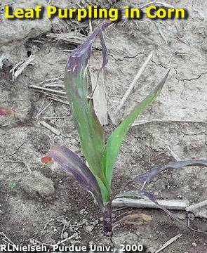 Leaf Purpling in Corn