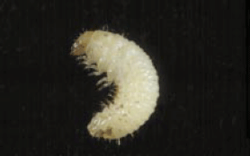 Grape Colaspis Grub