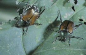 Japanese Beetles