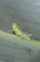 Grasshopper