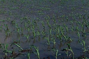 Wet Field